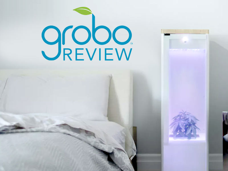 Our Grobo Review examines how the Grobo can help customers grow their own cannabis.
