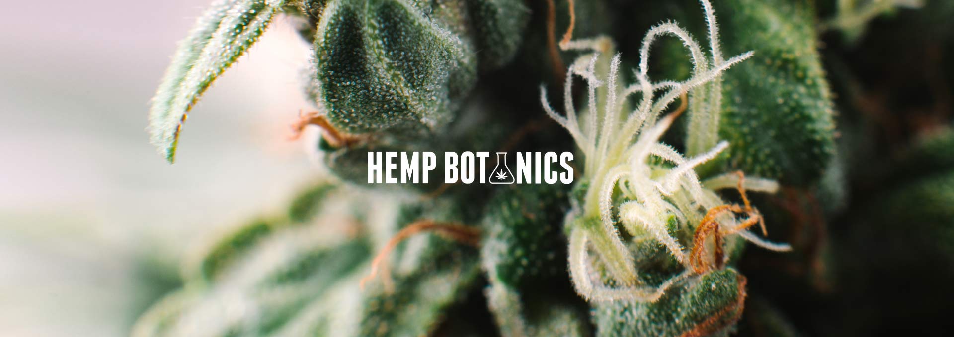 Read our Hemp Botanics Review and buy CBD safely in the UK