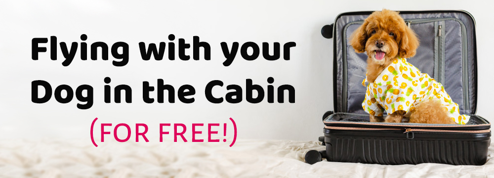 Flying with your Dog in the Cabin – How to do it for Free